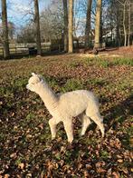 Alpaca hengst 6 maanden oud, Dieren en Toebehoren, Hengst