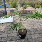 Albizia / Perzische slaapboom, Ophalen