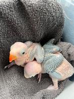 Jonge halsbandparkieten om handtam te maken, Dieren en Toebehoren, Tam