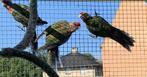 mooie, jonge wildkleur pennant rosella's, Geringd