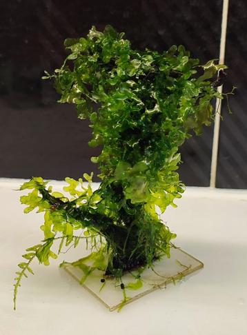 Waterplanten – levermos  beschikbaar voor biedingen