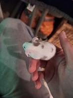 Kleurmuizen ter adoptie!, Dieren en Toebehoren, Muis, Mannelijk, November, Tam