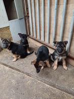 Duitse herder pups, Dieren en Toebehoren, Honden | Herdershonden en Veedrijvers, België, Fokker | Hobbymatig, CDV (hondenziekte)