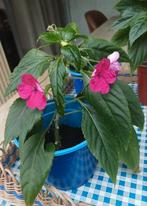 Plante rare d'intérieur "goutte d'eau" impatiente, Enlèvement