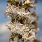 BLOEMKERSELAARS PRUNUS "COLT" (Massa's witte bloemen) 10€/st, Tuin en Terras, Overige soorten, Ophalen of Verzenden, Struik, 100 tot 250 cm