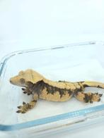 RTB bewezen wimpergekko man, Dieren en Toebehoren, Reptielen en Amfibieën, Hagedis, Tam, 3 tot 6 jaar