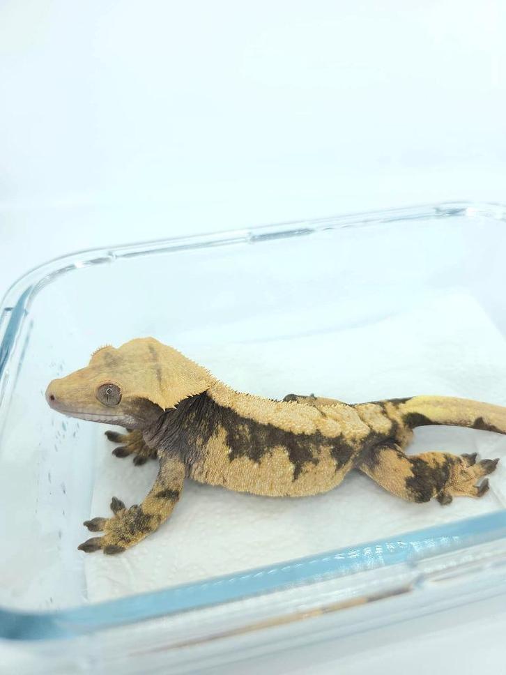 RTB bewezen wimpergekko man, Dieren en Toebehoren, Reptielen en Amfibieën, Hagedis, 3 tot 6 jaar, Tam
