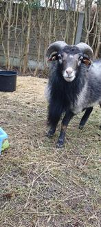 Ram kameroen te koop, Mâle, Mouton, 0 à 2 ans