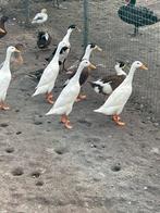 Loopeenden, Dieren en Toebehoren, Pluimvee, Meerdere dieren, Eend