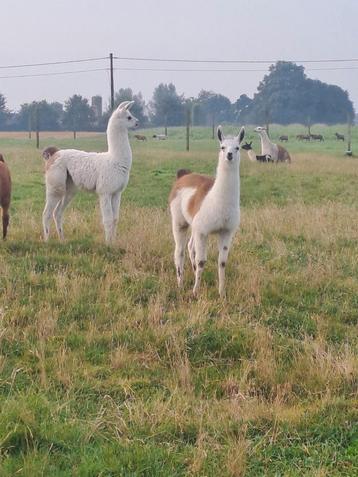 Lama's  disponible aux enchères