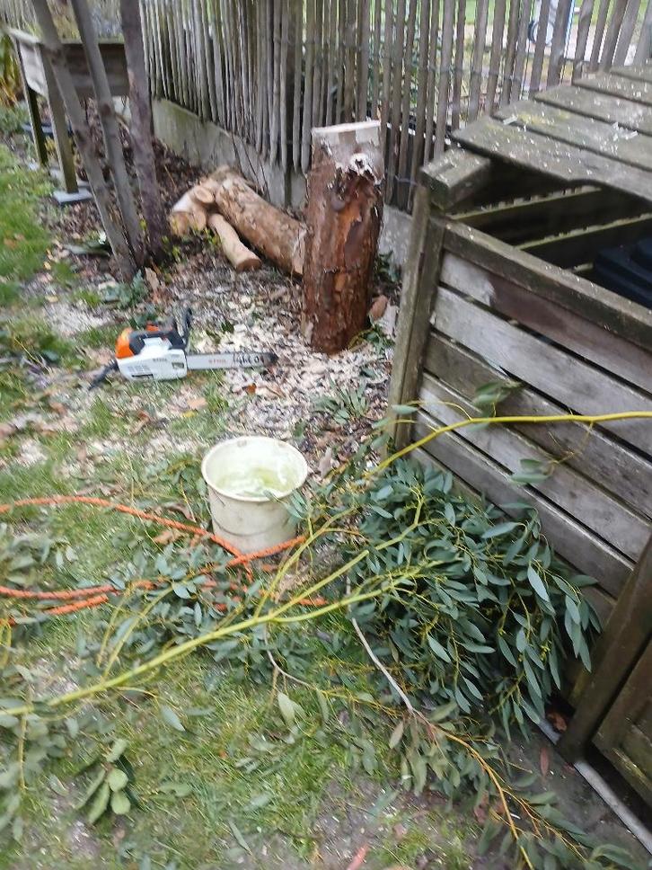 arbre, Jardin & Terrasse, Plantes | Arbres, En pot, Enlèvement