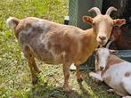 Mieke van 2020 te koop., Dieren en Toebehoren, Schapen, Geiten en Varkens