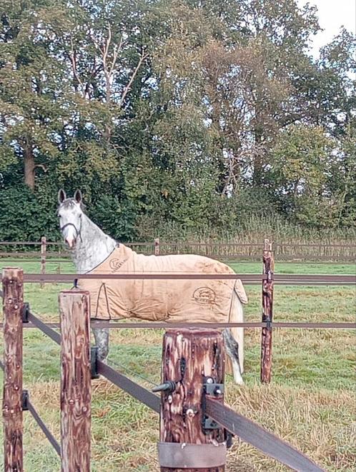 Super mooi en braaf dressuur, recreatie paard, Dieren en Toebehoren, Paarden, Merrie