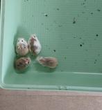 Jonge Roborovskihamster (dwerghamster), Dieren en Toebehoren, Knaagdieren, Meerdere dieren, Hamster