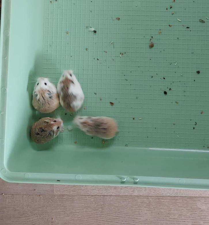 Jonge Roborovskihamster (dwerghamster), Dieren en Toebehoren, Knaagdieren, Meerdere dieren, Hamster