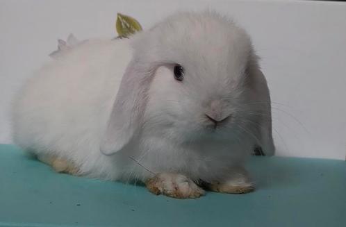 Minilop voedster, Dieren en Toebehoren, Konijnen, Dwerg, Vrouwelijk, 0 tot 2 jaar, Hangoor