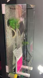 ⸻   Ensemble complet | tortues aquatiques comprises (M & F), Animaux & Accessoires, Enlèvement, Comme neuf