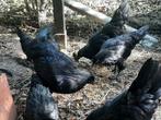 Ayam Cemani, Dieren en Toebehoren, Pluimvee, Meerdere dieren, Kip