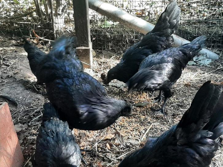 Ayam Cemani, Dieren en Toebehoren, Pluimvee, Kip, Meerdere dieren