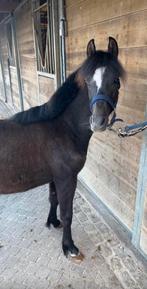 Welsh C/D pony - jaarling - hengst, Dieren en Toebehoren, Hengst, B, Gechipt, 0 tot 2 jaar