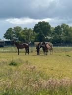 Gezocht! Kleinere merries (embryo / draag), Animaux & Accessoires, Chevaux, Jument, Ne s'applique pas, 3 à 6 ans