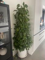 Epipremnum / drakenklimop op stok 1m80, Huis en Inrichting, Kamerplanten, Ophalen