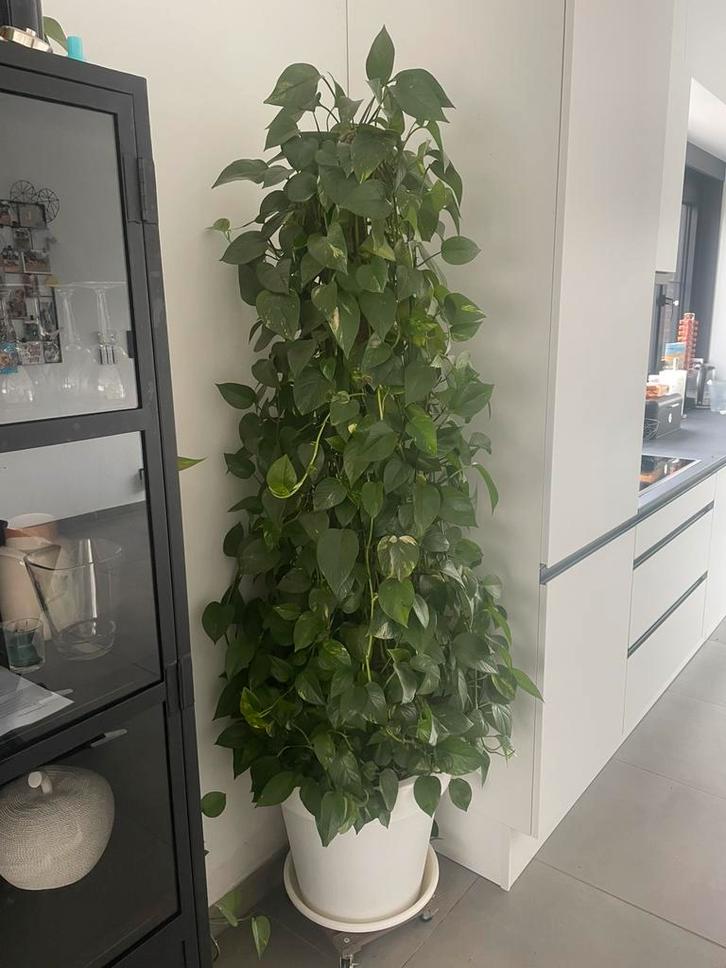 Epipremnum / drakenklimop op stok 1m80, Huis en Inrichting, Kamerplanten, Ophalen