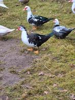 Barberie eenden, Plusieurs animaux, Canard