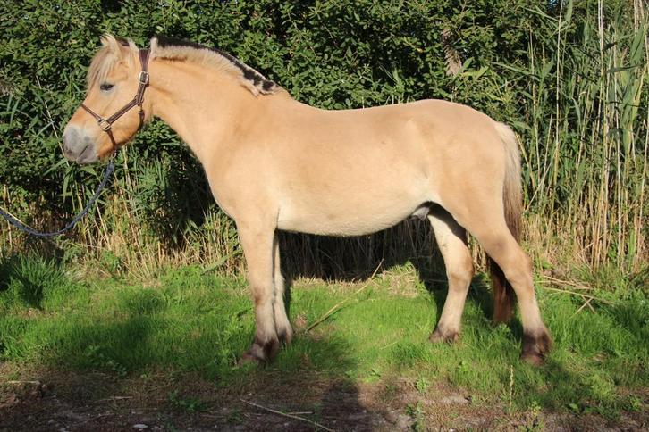 Fjord ruin, Dieren en Toebehoren, Pony's, Ruin