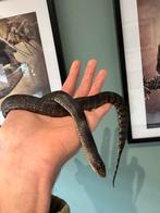 Trade/echange Pituophis lodingi, Animaux & Accessoires, Enlèvement