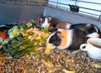 Jonge cavia's, Animaux & Accessoires, Rongeurs, Octobre, Cobaye