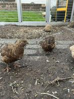 Japanse kwartels hennen, Meerdere dieren