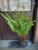 varen, Tuin en Terras, Planten | Tuinplanten, Ophalen, Winter, Vaste plant, Varens