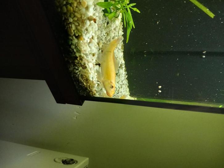 Siamese gouden algeneter, Dieren en Toebehoren, Vissen | Aquariumvissen, Zoetwatervis, Vis
