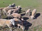 Laatste kans: easy care lammeren, Dieren en Toebehoren, Schapen, Geiten en Varkens, Meerdere dieren, Schaap, 0 tot 2 jaar