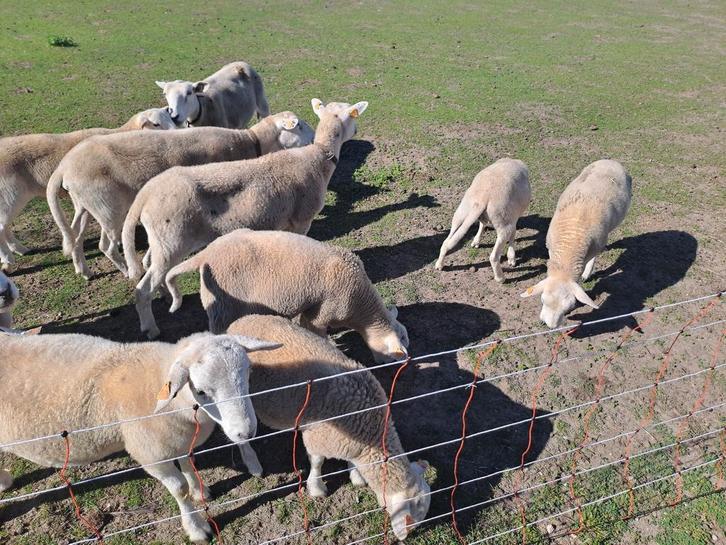 Laatste kans: easy care lammeren, Dieren en Toebehoren, Schapen, Geiten en Varkens, Schaap, Meerdere dieren, 0 tot 2 jaar
