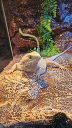 Terrarium + Baardagaam, Dieren en Toebehoren, Reptielen en Amfibieën, Hagedis, Met terrarium, 0 tot 2 jaar