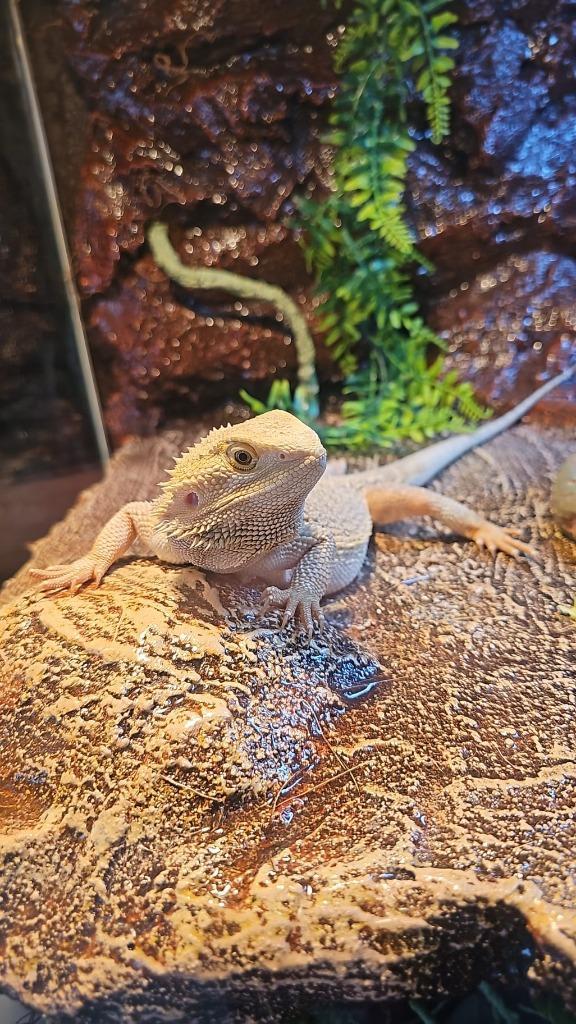 Terrarium + Baardagaam, Dieren en Toebehoren, Reptielen en Amfibieën, Hagedis, 0 tot 2 jaar, Met terrarium, Tam