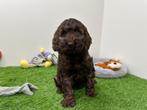 Cockapoo pups, België, 8 tot 15 weken, CDV (hondenziekte), Meerdere