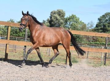  Gezonde , knappe 12 jarige merrie