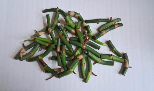 Rhaphidophora Decursiva Wetsticks en stekje met blad, Huis en Inrichting, Kamerplanten, Overige soorten, 200 cm of meer, Groene kamerplant