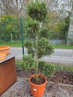 Cupres Leylandcipres gold ponpon, Enlèvement