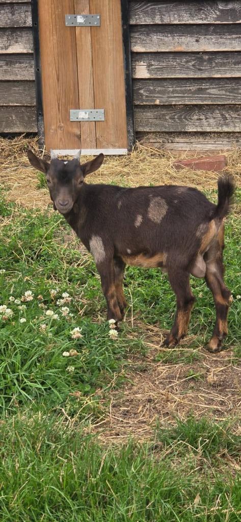 Prachtig Jong Choco Tan Maanvlek Dwerggeitje, Dieren en Toebehoren, Schapen, Geiten en Varkens