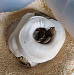 Volwassen Pied koningspython vrouw, Slang, Tam, 0 tot 2 jaar