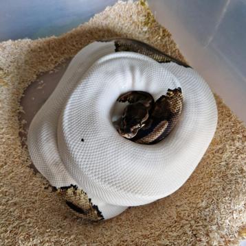 Volwassen Pied koningspython vrouw beschikbaar voor biedingen