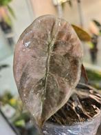 Alocasia Cuprea variegated, Ophalen of Verzenden