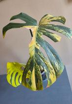 Monstera aurea large form, Ophalen