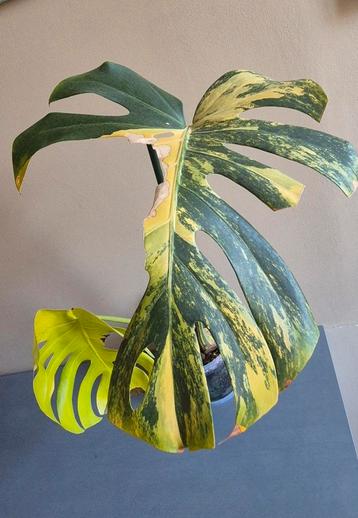 Monstera aurea large form beschikbaar voor biedingen