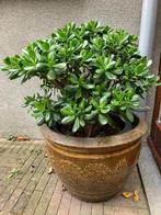 Geldboom zonder pot (H 70 cm - Diameter 70 cm), Ophalen