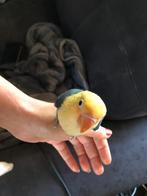 Handtamme fisherie, Dieren en Toebehoren, Vogels | Parkieten en Papegaaien